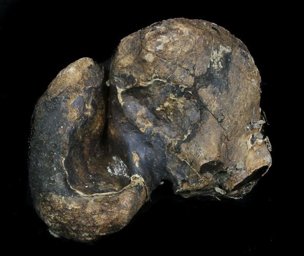 Fossil Manatee (Trichechus) Ear Bone - Florida #33303